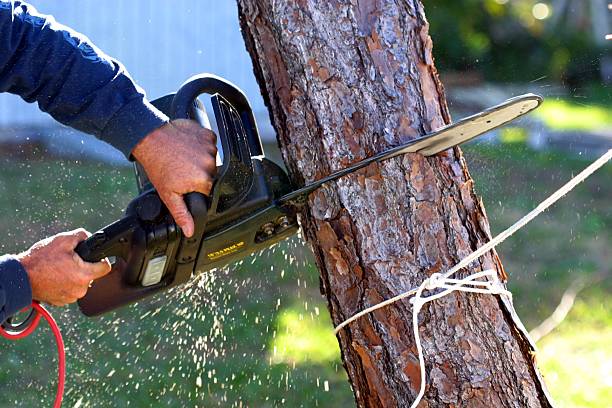 Best Tree Risk Assessment  in Lakin, KS